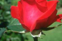 ورود وزهور3