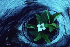 ورود وزهور4