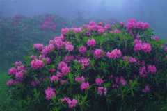 ورود وزهور5