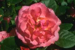 ورود وزهور9