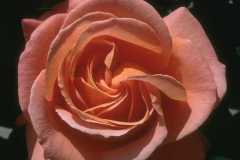 ورود وزهور10