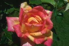 ورود وزهور11