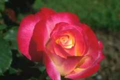 ورود وزهور12