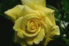 ورود وزهور13