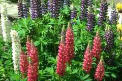 ورود وزهور14