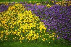 ورود وزهور15