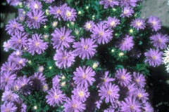 ورود وزهور1