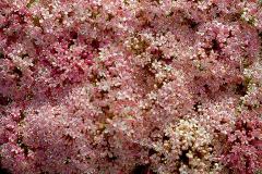 ورود وزهور4