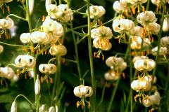 ورود وزهور5