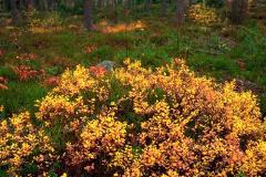 ورود وزهور6