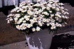 ورود وزهور7