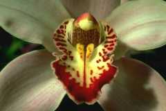 ورود وزهور8