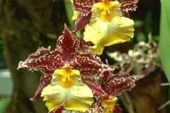 ورود وزهور9