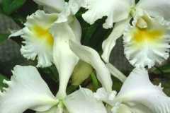 ورود وزهور10