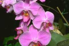 ورود وزهور11