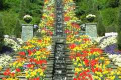 ورود وزهور12