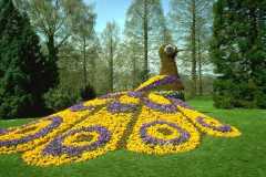 ورود وزهور13