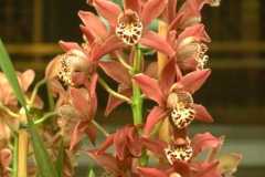 ورود وزهور15