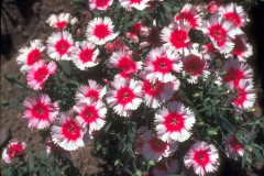 ورود وزهور1