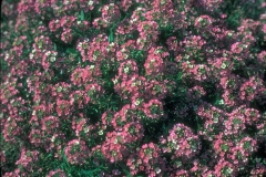 ورود وزهور2