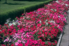 ورود وزهور3