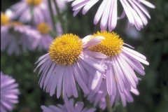 ورود وزهور4