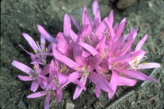 ورود وزهور5