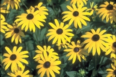 ورود وزهور6