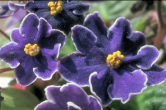 ورود وزهور7