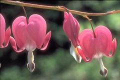 ورود وزهور8