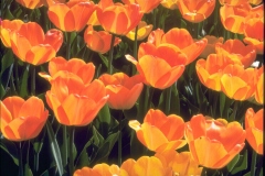 ورود وزهور9