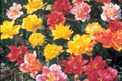 ورود وزهور10