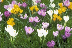 ورود وزهور11