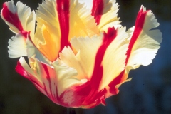 ورود وزهور12