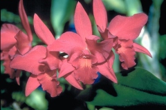 ورود وزهور14