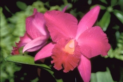 ورود وزهور15