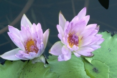 ورود وزهور2