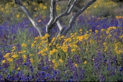 ورود وزهور5