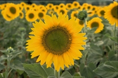 ورود وزهور6