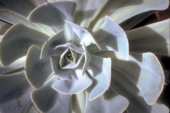 ورود وزهور7