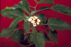 ورود وزهور8