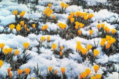 ورود وزهور9