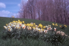 ورود وزهور11