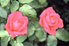 ورود وزهور13