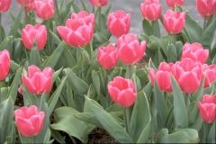 ورود وزهور2