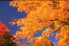 ورود وزهور4