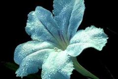 ورود وزهور5