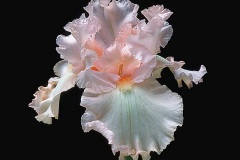 ورود وزهور8