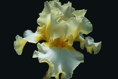 ورود وزهور9