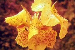 ورود وزهور11